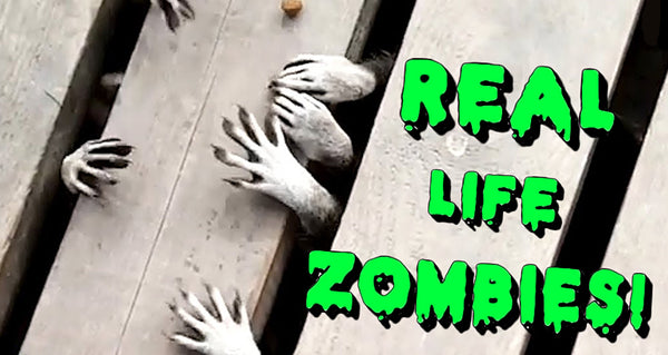 Zombies Are Real?!?